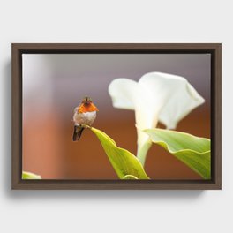 Hummingbird with bright orange neck Framed Canvas