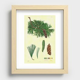 Eastern White Pine Collection Recessed Framed Print