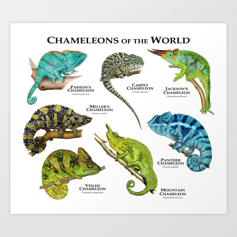 Chameleons Of The World Art Print By Wildlife Art Society6,Log Cabin Quilt