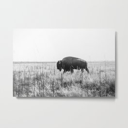 Bison strut Metal Print | Black And White, Antelopeisland, Wildlife, Animal, Hi Speed, Utah, Digital, Wilderness, Photo, Landscape 