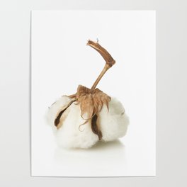 cotton seed Poster