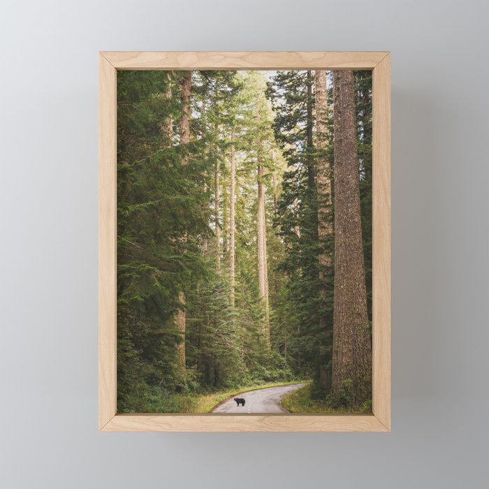 Redwood Forest Black Bear Adventure - National Parks Nature Photography Framed Mini Art Print