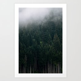Mystic Pines - A Forest in the Fog Art Print