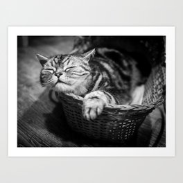sleepy cat Art Print | Graphic Design, Animal, Photo 