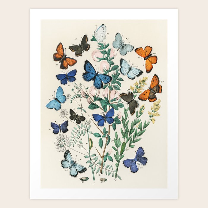 Vintage Scientific Illustration Butterfly Botanical Floral ...