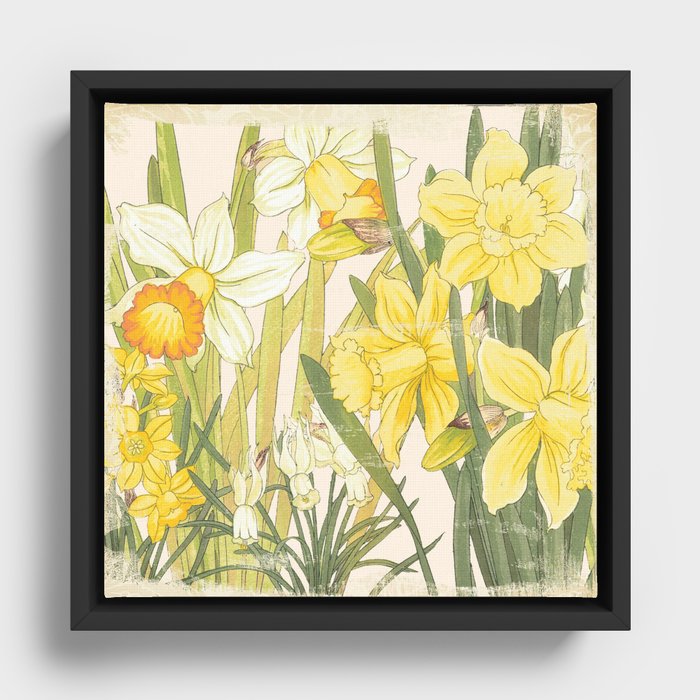 Vintage Floral Paper:  Spring Flowers on Shabby White -Daffodils Framed Canvas