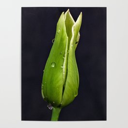 Green Tulip on Black Background Poster