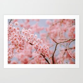 Cherry Blossoms / 07 Art Print
