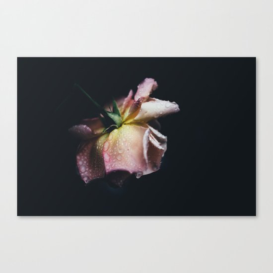 pink rose Canvas Print