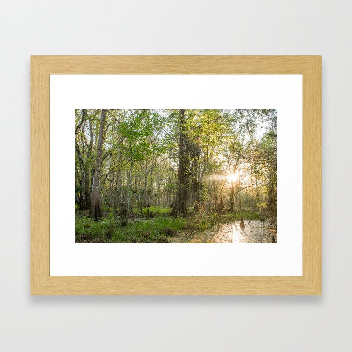 Sunrise in the Glades Framed Art Print