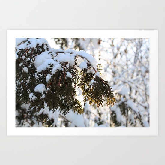 Snowy Cedar Art Print
