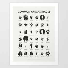 Common Animal Tracks Identification Chart Art Print
