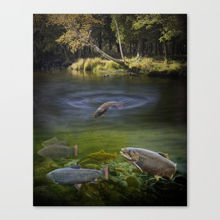Stream Brown Trout in a Fresh Water Trout River Canvas Print
