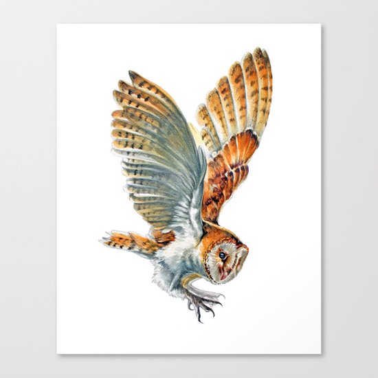 Barn Owl Landing Canvas Print