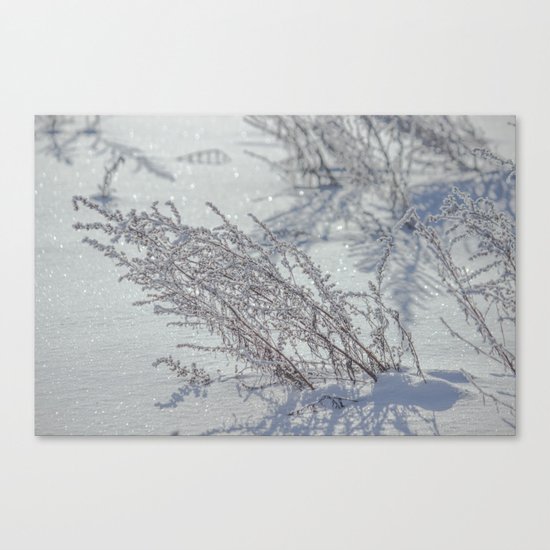 Winter grass Canvas Print