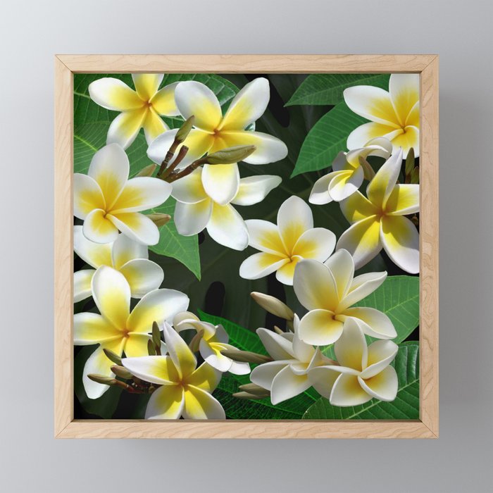 Plumeria Flowers Framed Mini Art Print