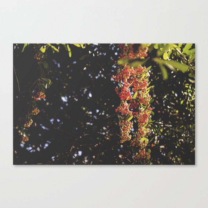 Autumn Berries Canvas Print