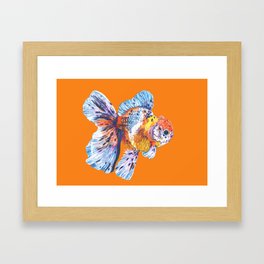 Colorful Goldfish  Framed Art Print
