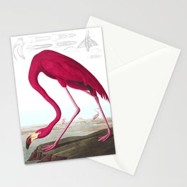 American Flamingo John James Audubon Vintage Scientific Hand Drawn Illustration Birds Stationery Card