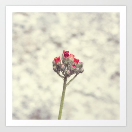 Wild flower Art Print