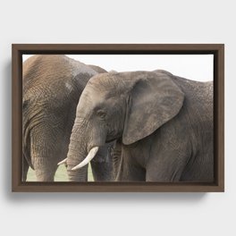 Elephants Framed Canvas