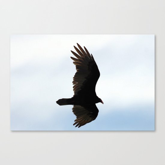 Turkey Vulture in Flight Canvas Print