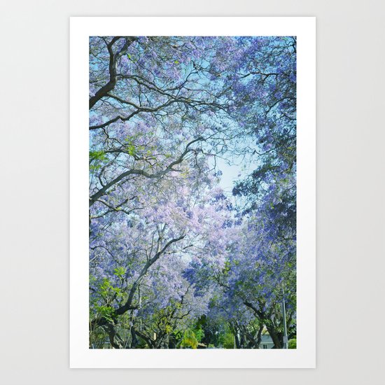 Jacaranda Canopy Art Print