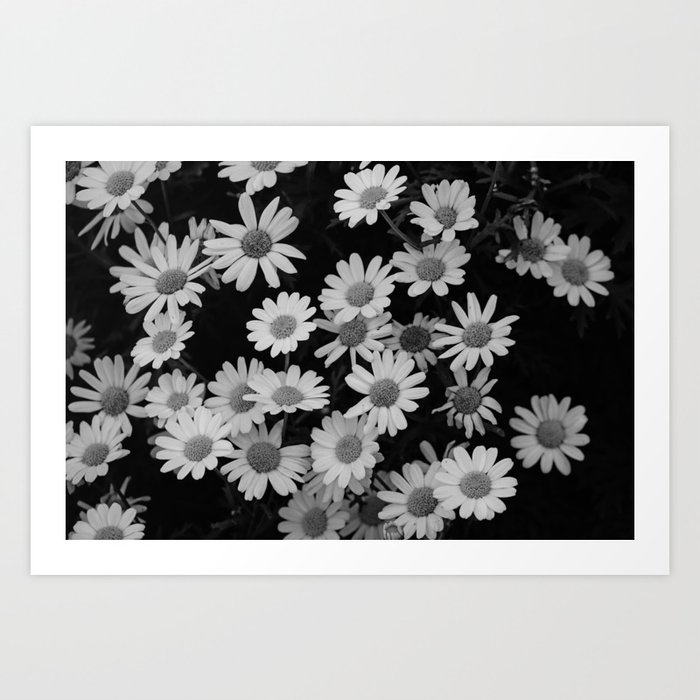 Daisies in Black and White Botanical Photography Art Print by