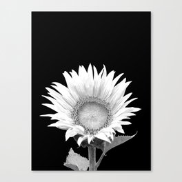 White Sunflower Black Background Canvas Print