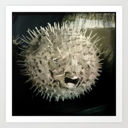 Tetraodontidae Art Print | Dark, Pufferfish, Porcupinefish, Blowfish, Creepy, Marinelife, Smilingfish, Prickly, Taxidermy, Photo 