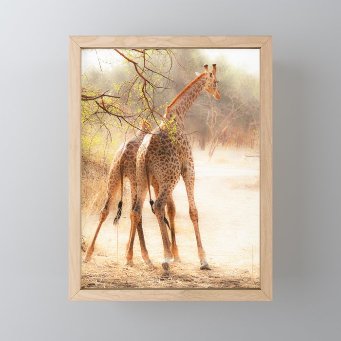 Playful Giraffes Framed Mini Art Print