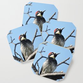 Woodpecker Lookup Coaster