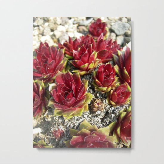 red cactus macro II Metal Print