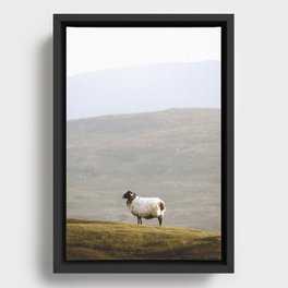 Sheep at Evening Framed Canvas