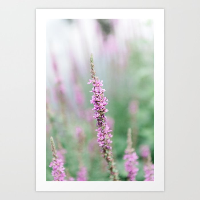 British Lavender | Purple flowers | Wall art print Travel Photography Botanical England Art Print