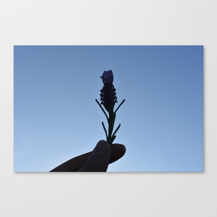 Lavender Silhouette Canvas Print