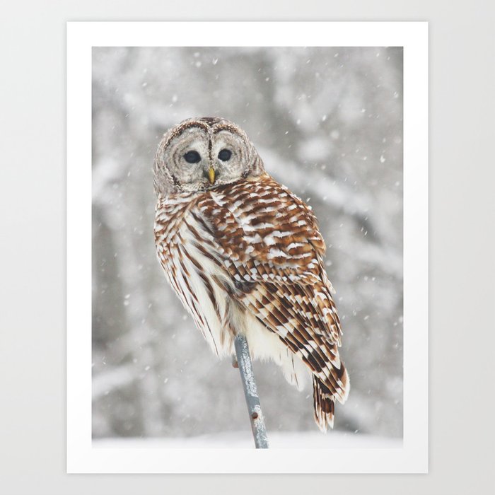 Perched Owl Art Print