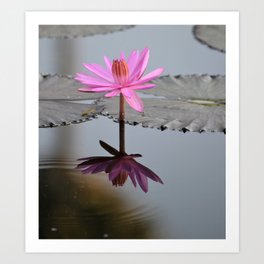 Beautiful Lotus  Art Print