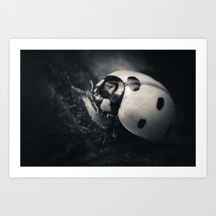 Ladybug Dimple, Photograph Art Print