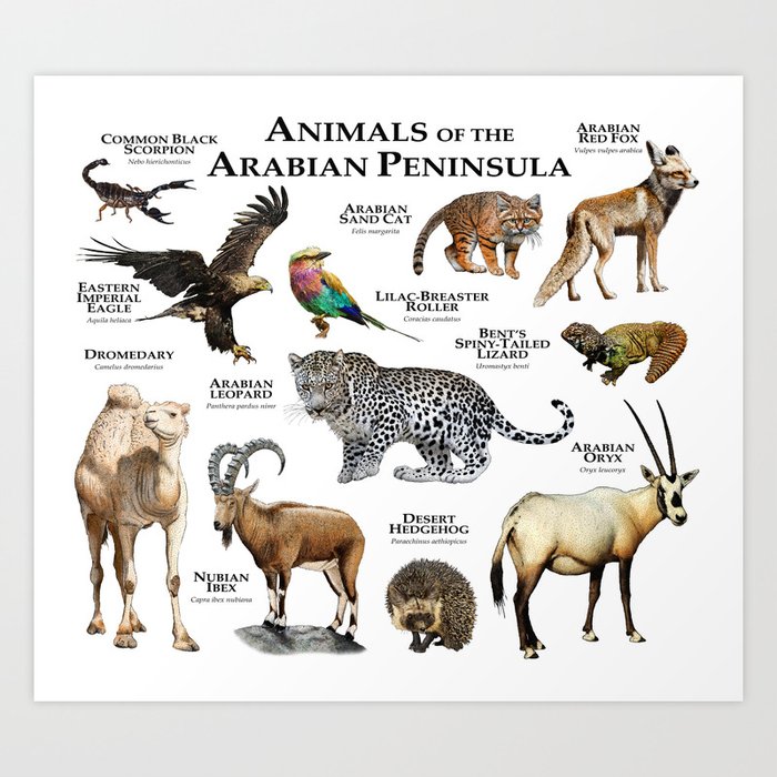 list of common animals