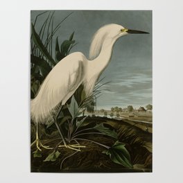 Snowy Heron or White Egret from Audubon Birds of America Poster