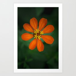 Orange Clavelon - Flower Photography Art Print