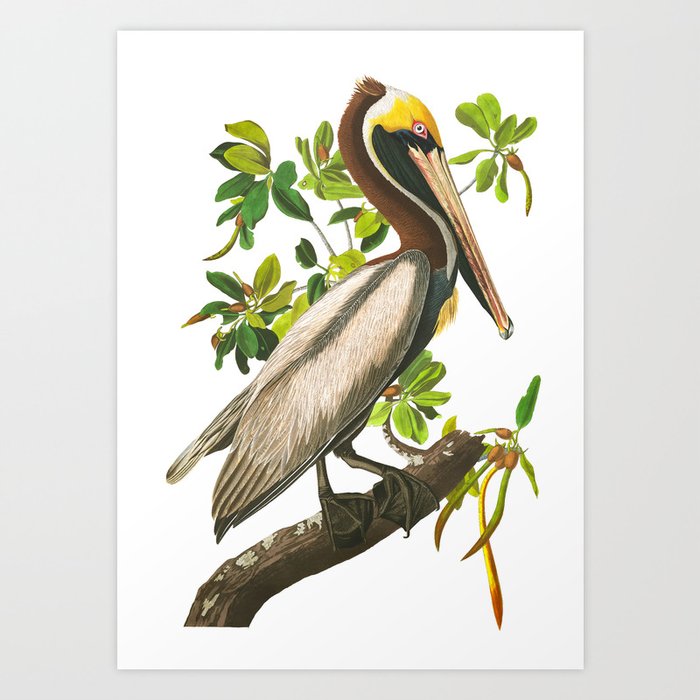  Brown Pelican by John James Audubon Art Print