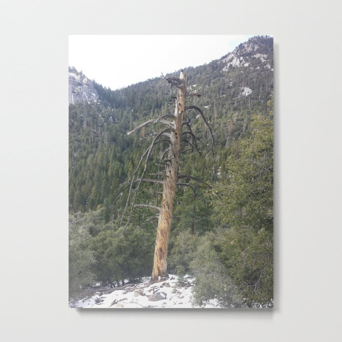 Dead tree in Idyllwild, California Metal Print