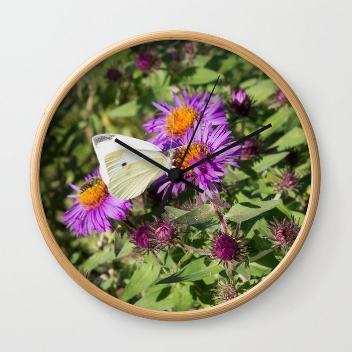 Cabbage Butterfly on Purple Aster Wall Clock