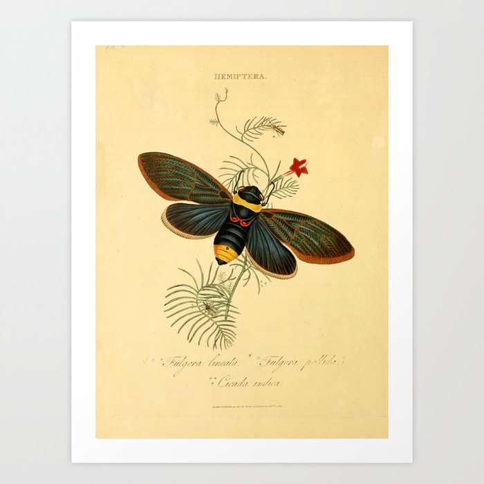 Cicada by Edward Donovan, 1800 (benefitting The Nature Conservancy) Art Print