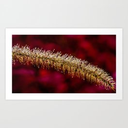 Morning dew Art Print | Gold, Plant, Weed, Garden, Closeup, Flora, Photo, Plants, Water, Bright 