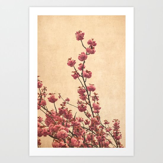 cherry blossoms Art Print