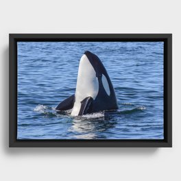Killer Whale Spy Hop Framed Canvas