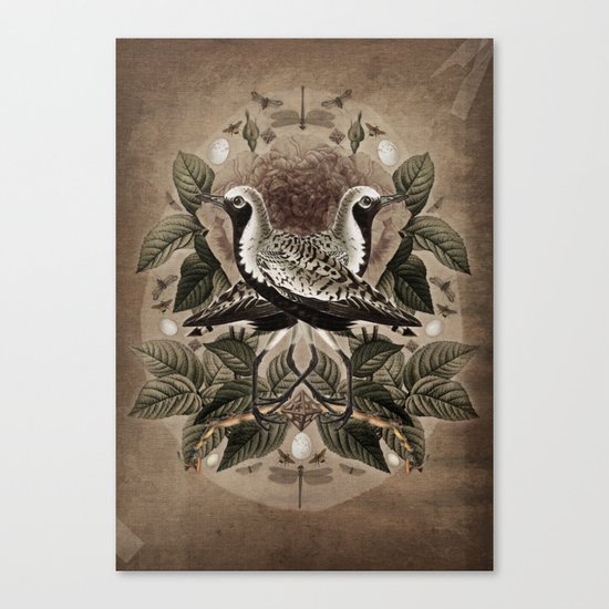 Pluvialis squatarola Canvas Print
